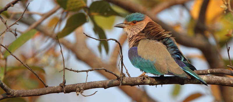 Birdwatcher's Paradise: Special Birding Tours with Royal Sundarban Tourism 6 Sundarban Tourism