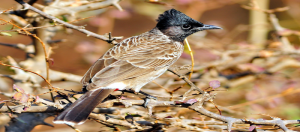 Red Vented Bulbul