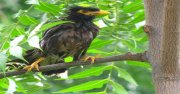 Myna