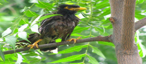 Myna