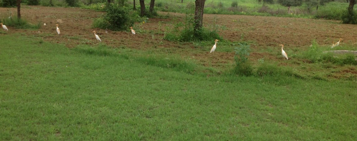 Birdwatching