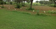 Birdwatching