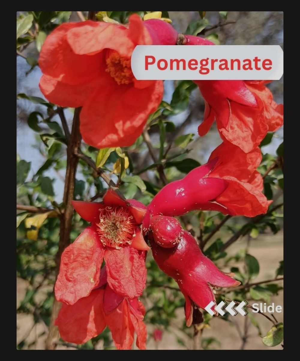 4. Pomogranate