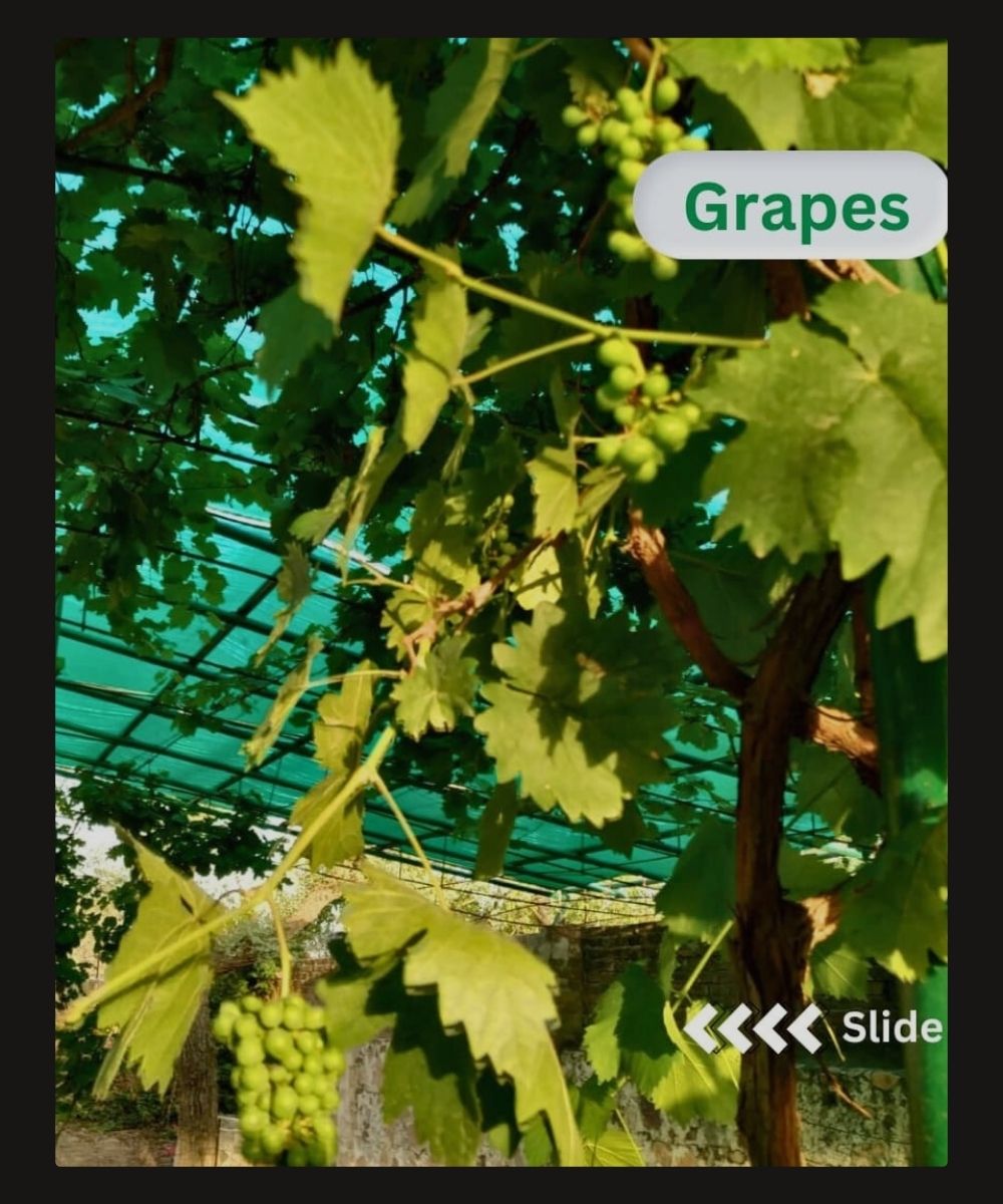 5. Grapes