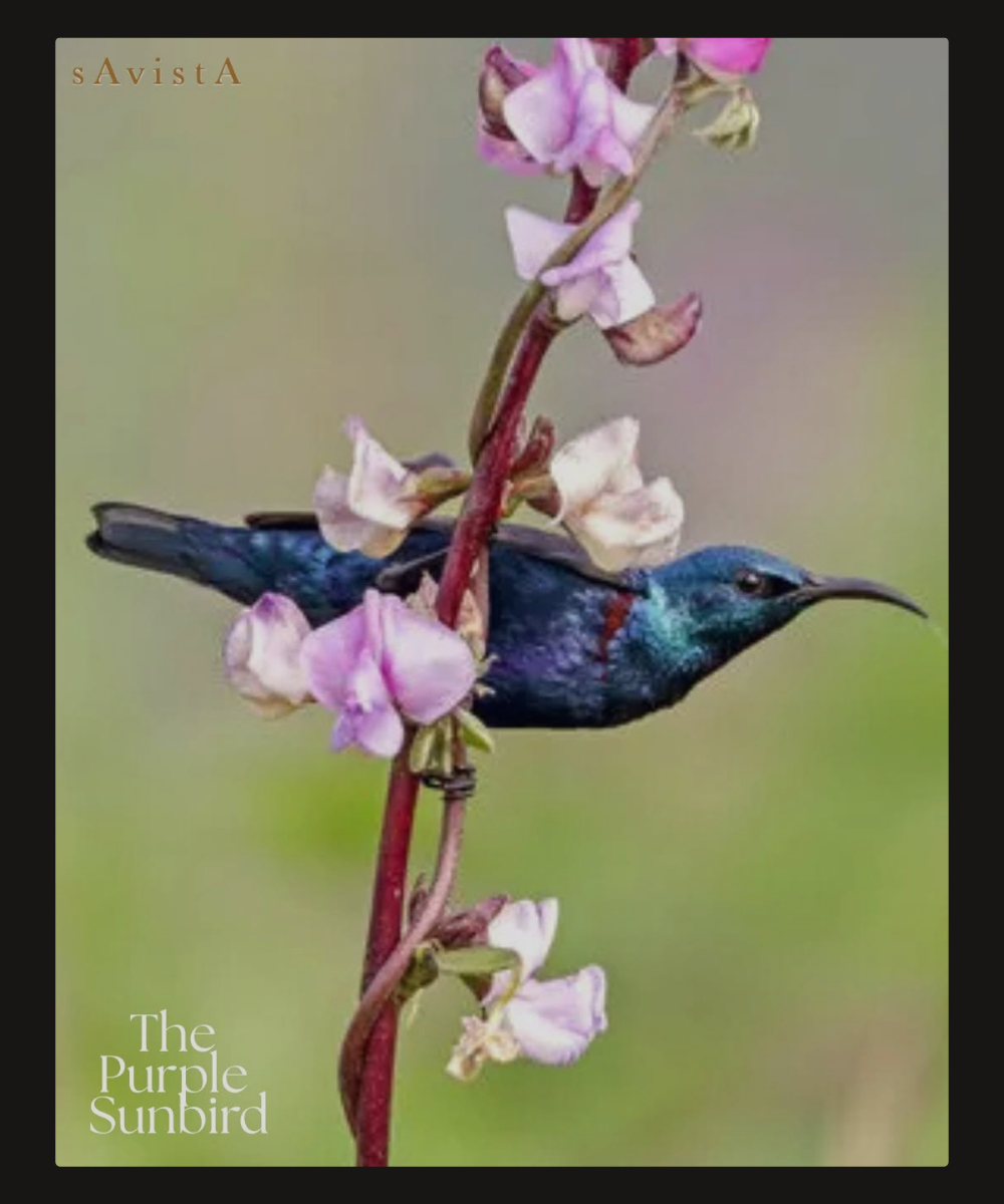 Purple sunbird