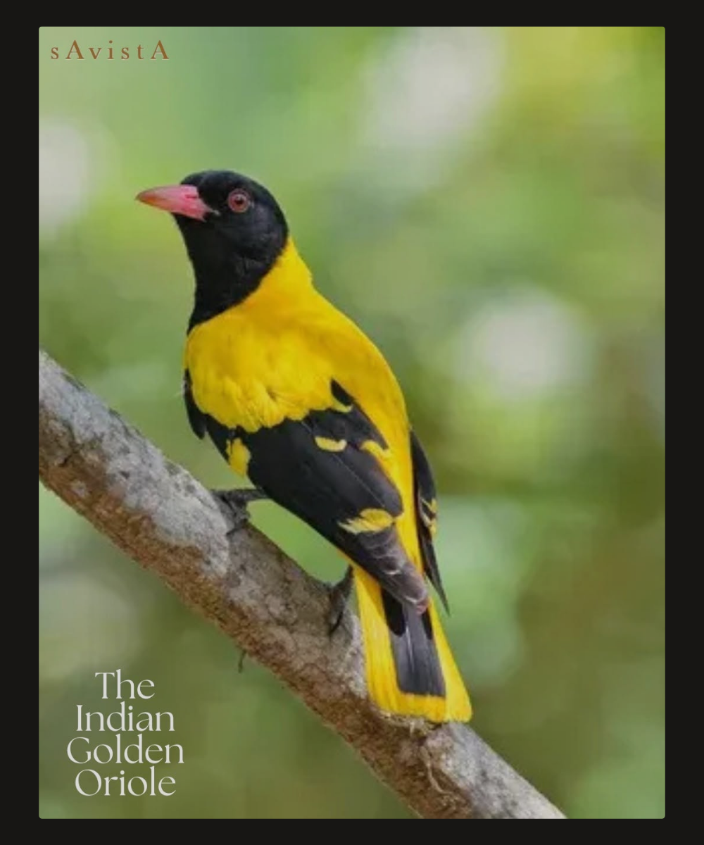 indian golden oriole